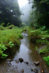 Perubahan Iklim, Konservasi Alam, dan Isu Lingkungan: Alarm Global Meningkat di Maret 2026